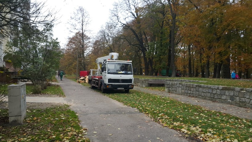 Wycinka drzew w Parku Teatralnym              