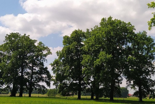 Pomysł na eko-konkurs w Żorach powstał na kanwie Światowego Dnia Drzewa.