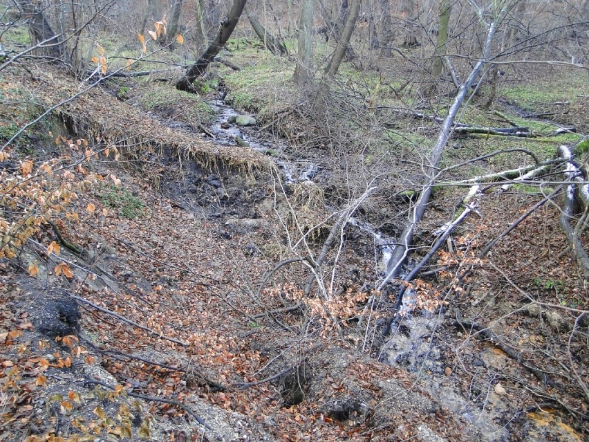dopływ Kamiennego Potoku