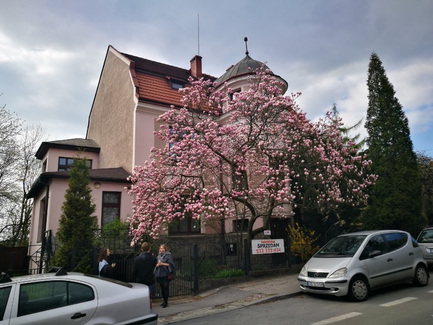 Cieszyn: słynne magnolie już kwitną ZDJĘCIA SPAECR SZLAKIEM MAGNOLII 9.04.2017