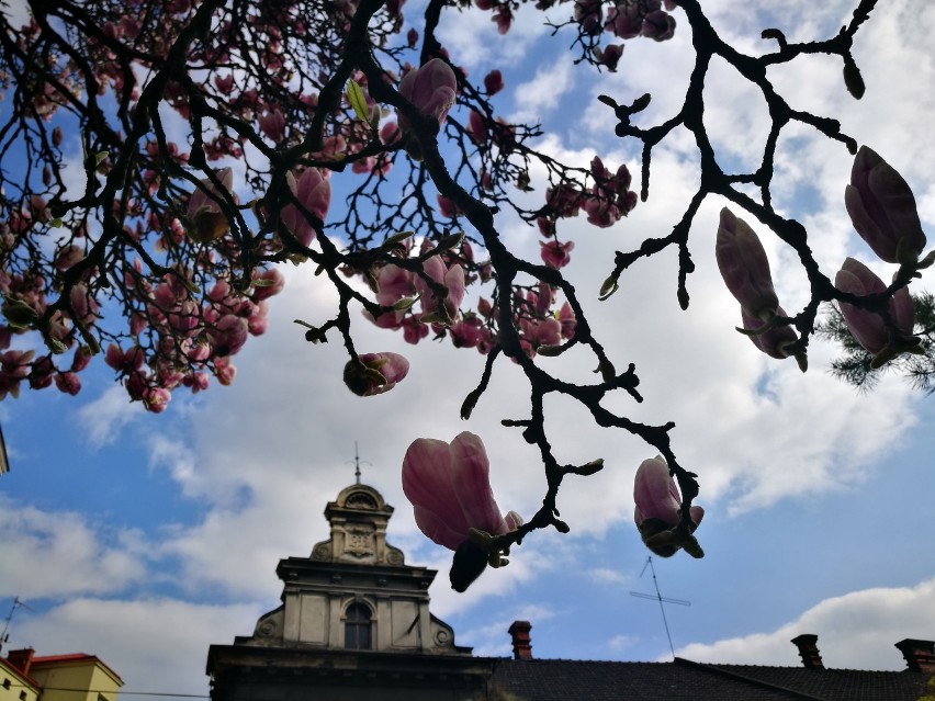 Cieszyn: słynne magnolie już kwitną ZDJĘCIA SPAECR SZLAKIEM MAGNOLII 9.04.2017