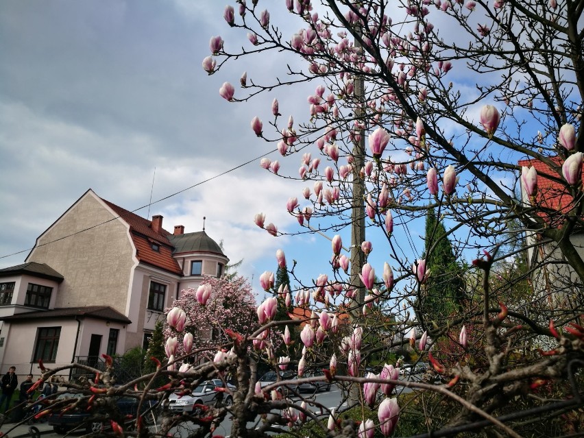Cieszyn: słynne magnolie już kwitną ZDJĘCIA SPAECR SZLAKIEM MAGNOLII 9.04.2017
