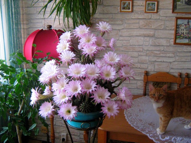 Witam,w ramach plebiscytu pragnę pochwalić się moim kaktusem, który wielością pięknych kwiatów odwdzięcza się za 25-letnią opiekę.Pozdrawiam:)