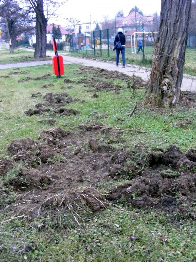 Dziki w poszukiwaniu korzonków i larw zryły trawnik między jezdnią a chodnikiem u zbiegu ulic Bogusławskiego i Łąkowej.