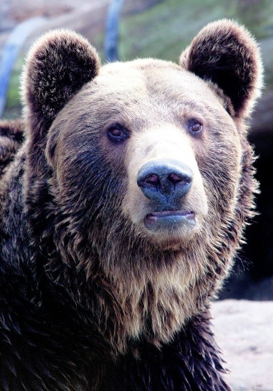 Niedźwiedź brunatny ma w sobie wiele cech sympatycznego misia i... niebezpiecznego drapieżnika