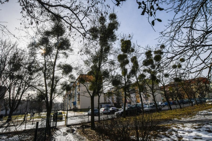 Jemioła zaatakowała drzewa na Kapuściskach w Bydgoszczy.