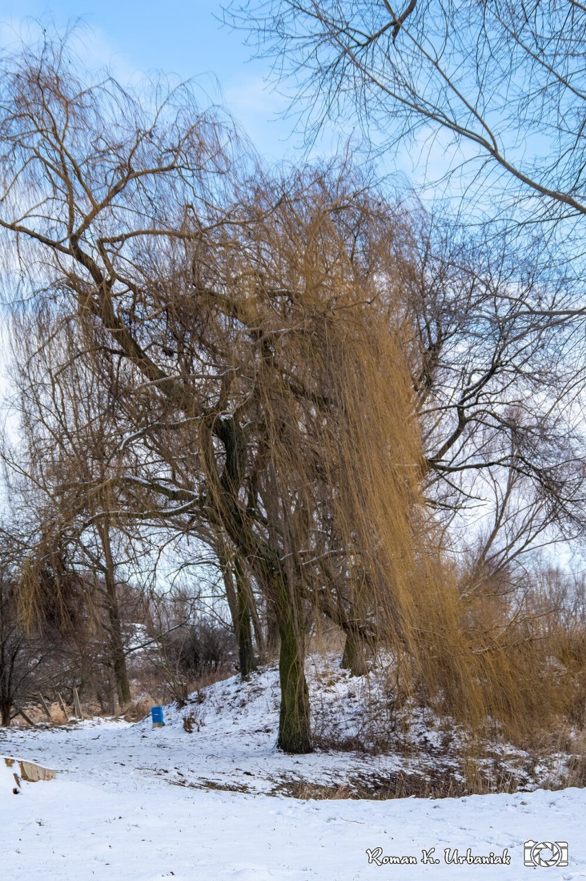 Park Leśny Planty, czyli miejsce, które zimą wygląda wyjątkowo pięknie. Nie wierzycie? Zobaczcie te zdjęcia!