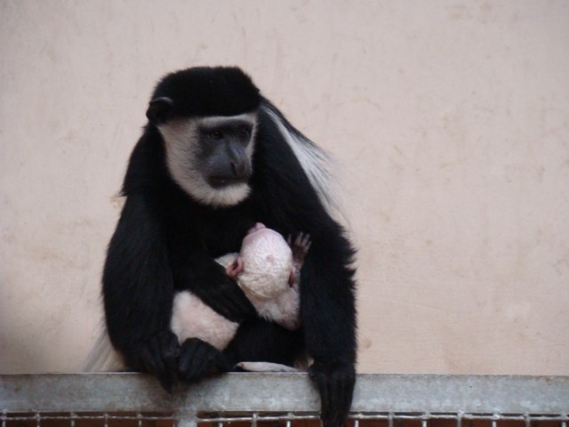 Małpa gereza abisyńska urodziła się w chorzowskim zoo [ZDJĘCIA]