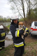 Oświęcim. Strażacy uratowali psa, który utknął na filarze mostu