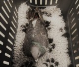 Strażnicy miejscy ze strażakami uratowali gołębia, uwięzionego w poszyciu dachu targowiska