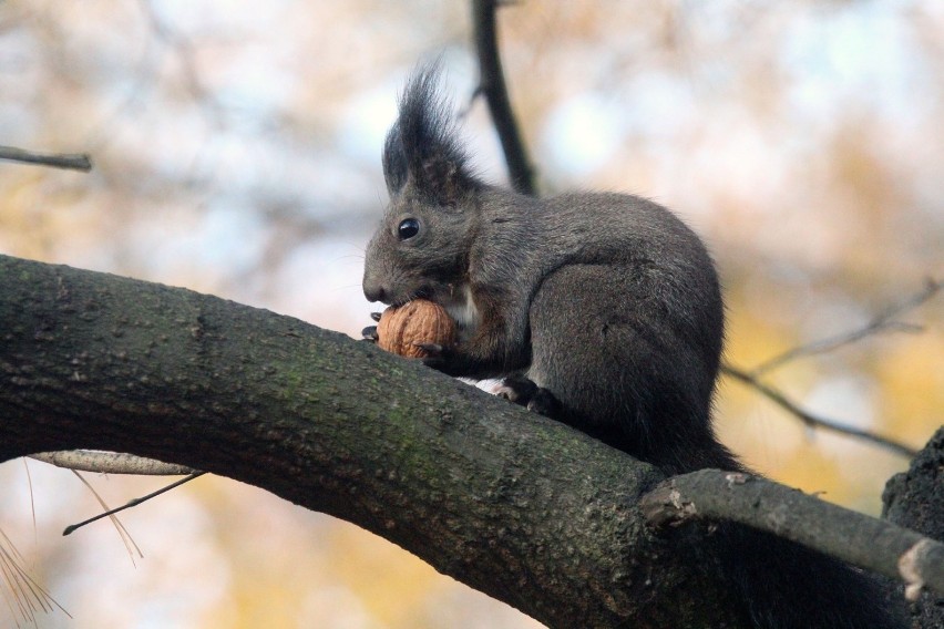 Legnica: Wiewiórki robią zapasy na zimę