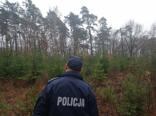 Policja z Włocławka, wraz ze strażą leśną, kontroluje plantacje choinek oraz przewoźników.
