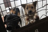 Kraków: dramat bezpańskich psów