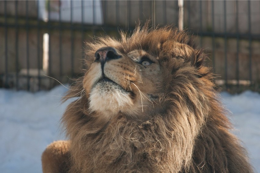 Mamy drugie zoo na Dolnym Śląsku! A w nim jedyny taki lew! (ZDJĘCIA)