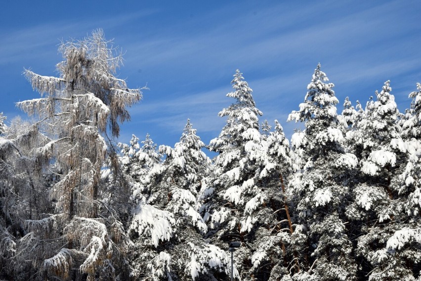 Stadion Leśny zimową porą. Zobacz, jakie cuda potrafi stworzyć natura, kiedy mróz rzeźbi wzory na drzewach. Zobacz zdjęcia