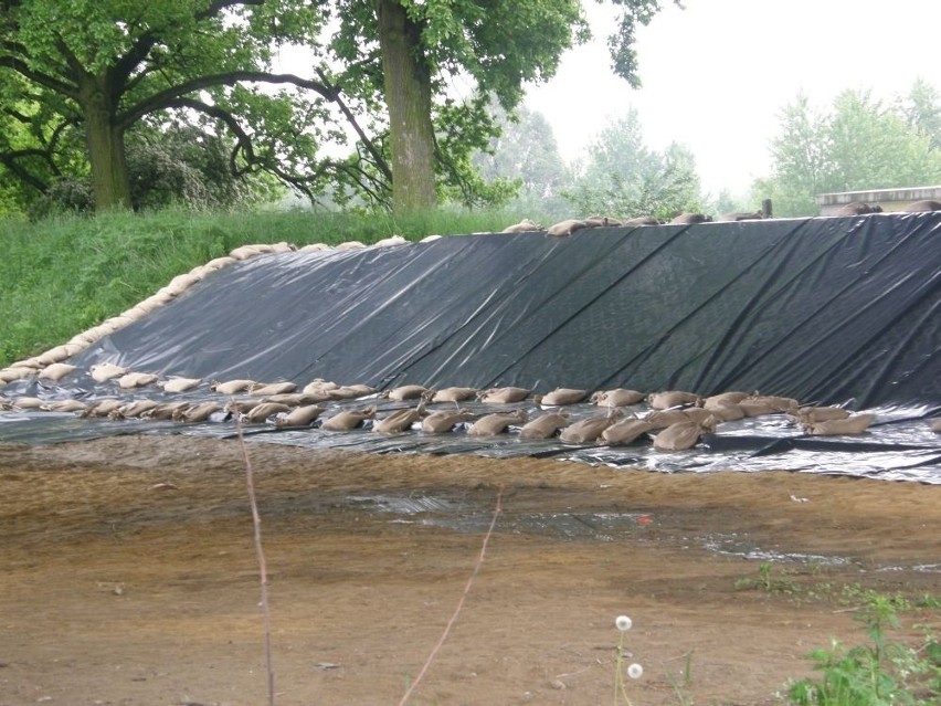 Umacnianie wału pod Mostem Milenijnym 2010.05.21 g. 11.30