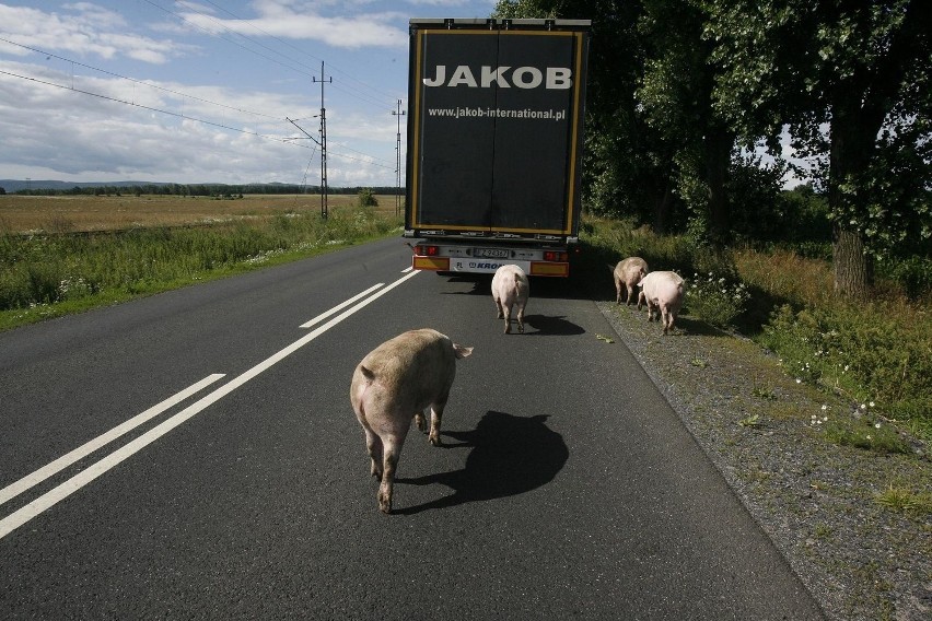 Wypadek tira wypełnionego świniami (ZDJĘCIA)