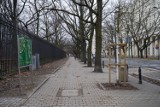 ZDM informuje - czas na zmiany przy ulicy Świętojerskiej i Anielewicza. Mniej betonu, więcej zieleni
