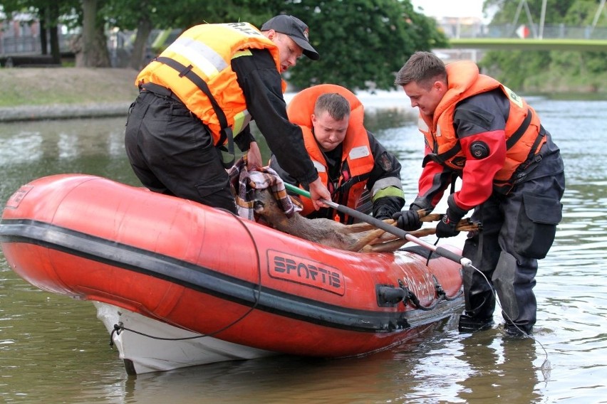 Wrocław: Strażacy wyłowili z Odry jelonka (ZDJĘCIA)