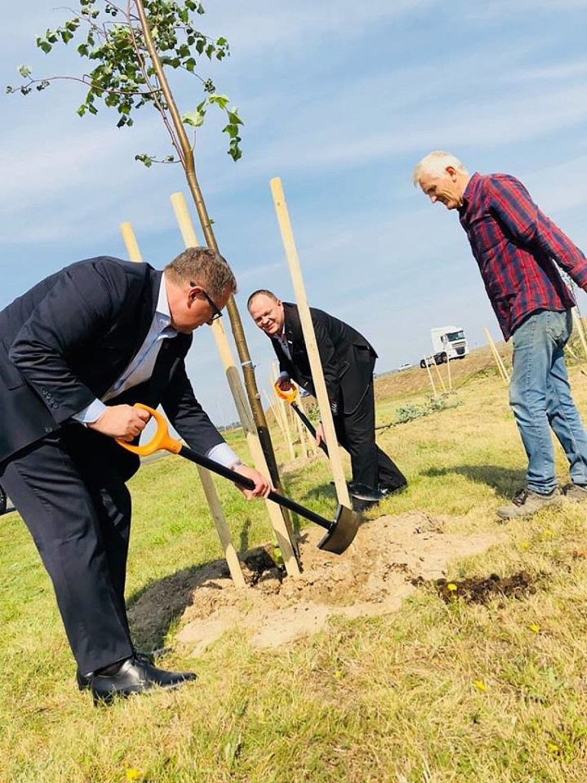 Prezydent Sapiński sadził lipy przy Inwestorskiej. Drzewa kosztowały ponad 40 tys. zł