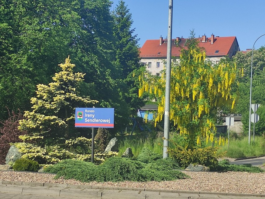 Rondo Ireny Sendlerowej w Wałbrzychu. Tu również kwitnie...