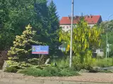 Piękne trujące drzewa rosną na Dolnym Śląsku. Właśnie kwitną i wyglądają niesamowicie - zobaczcie zdjęcia