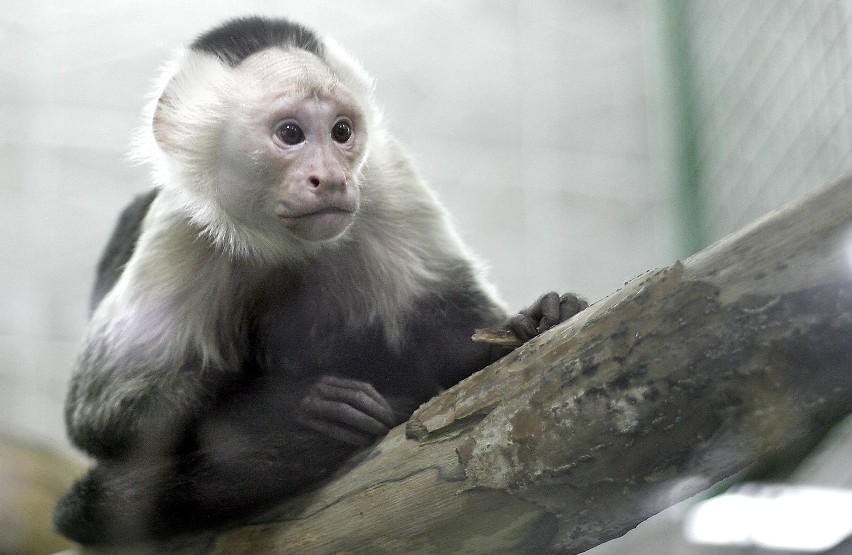 Zoo w Łodzi świetuje narodziny małej kapucynki