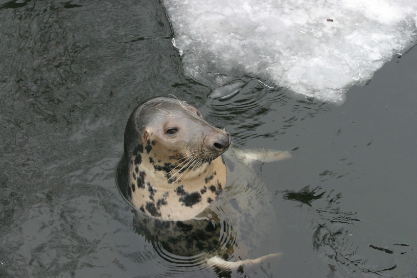 Jest petycja w sprawie fok. WWF Polska: Mówimy NIE! bezsensownemu mordowaniu tego wyjątkowego gatunku 