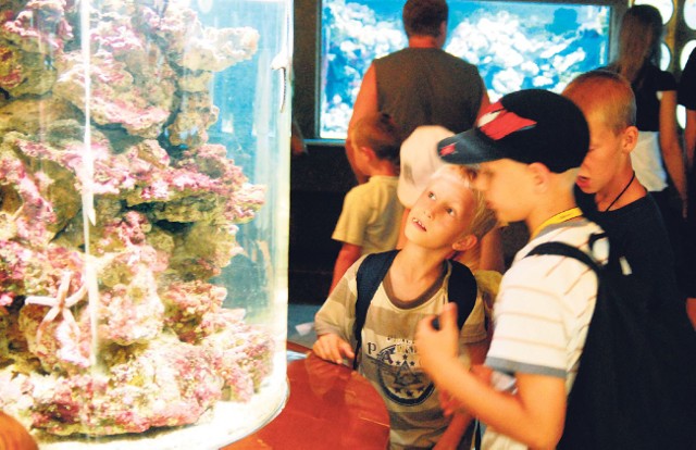 Żywa rafa koralowa to jedna z największych atrakcji Akwarium Gdyńskiego