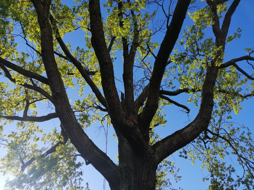 Dolnośląska firma Arboria bada kołobrzeskie drzewa. Ten dąb szypułkowy przeszedł w środę test obciążeniowy