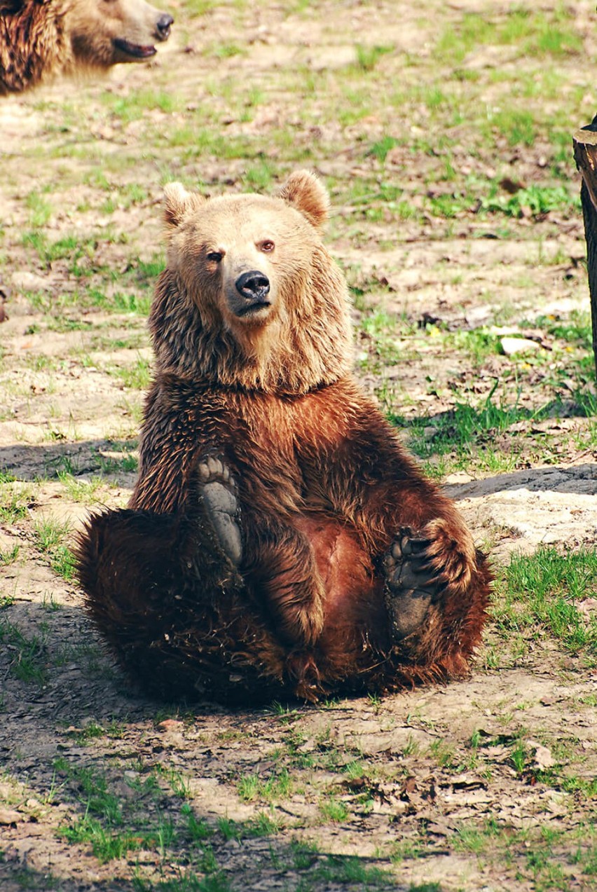Andrychowska firma adoptowała niedźwiedzicę z wrocławskiego ZOO [Zdjęcia]