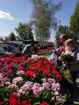 Ryneczek na Dobrzecu pełen handlowców i klientów. Jedni i drudzy zachowują ostrożność. ZDJĘCIA