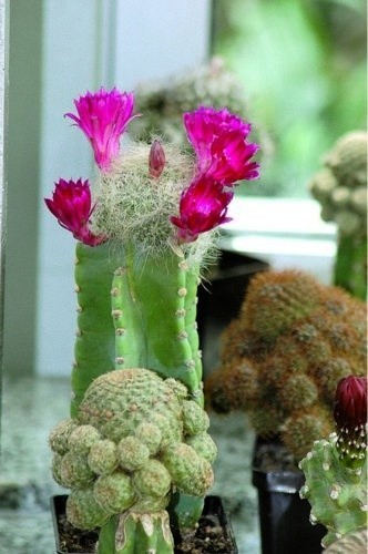 Ciekawe odmiany kaktusów zobaczyć można w Łódzkim Domu Kultury.