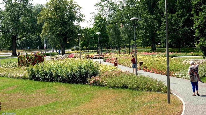 "Do lata, do lata, do lata piechotą będę szła..." Wspomnienie lata na stargardzkich plantach w obiektywie Jana Balewskiego. ZDJĘCIA