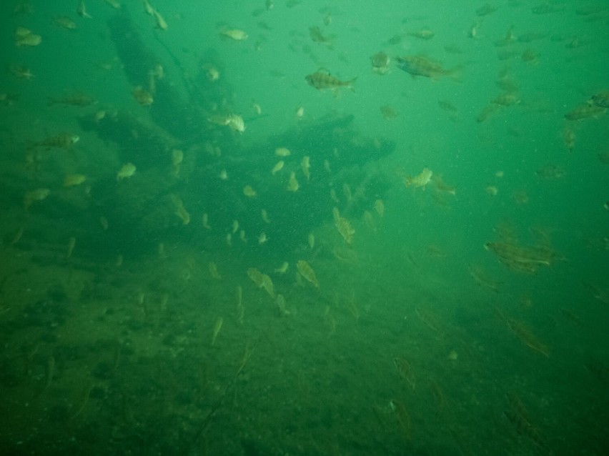 Wielkie ławice okoni w jeziorze na Pojezierzu Drawskim w kamerze płetwonurków ze Szczecinka [zdjęcia]