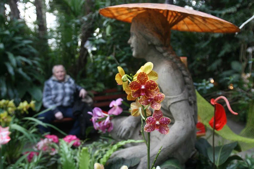 Sosnowiec: Od piątku wystawa orchidei i owadów świata
