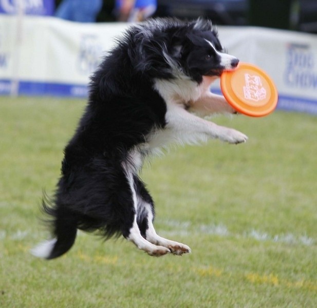 Na Cytadeli psy walczą o tytuł mistrza Europy Dogfrisbee 2012