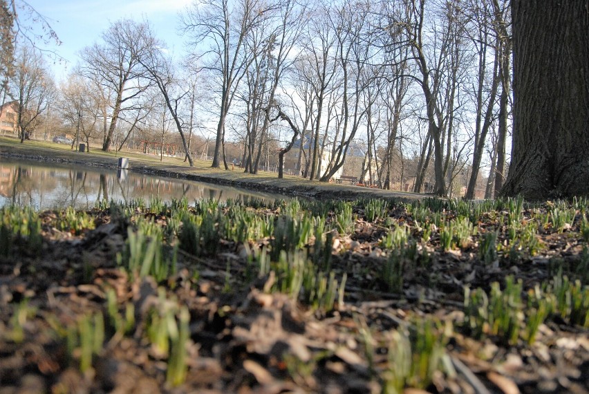 Kwitną krokusy, wiosennie w parku Belzackim. Sokolnicy płoszyli gawrony - ZDJĘCIA
