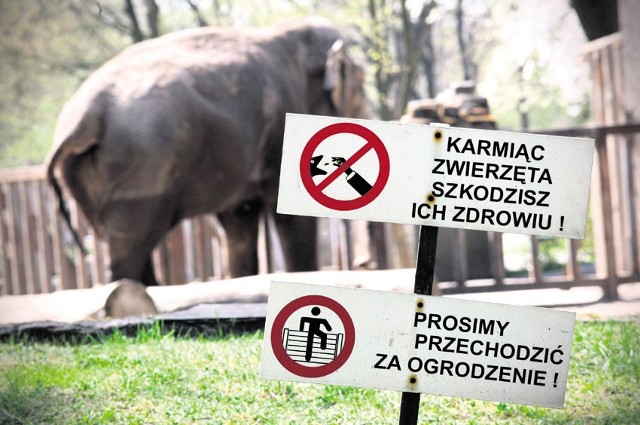 Zwierzęta w zoo nie są głodne, goście muszą w to uwierzyć.