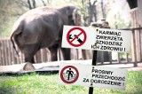 Łódź: zwierzęta w ZOO cierpią po odwiedzinach