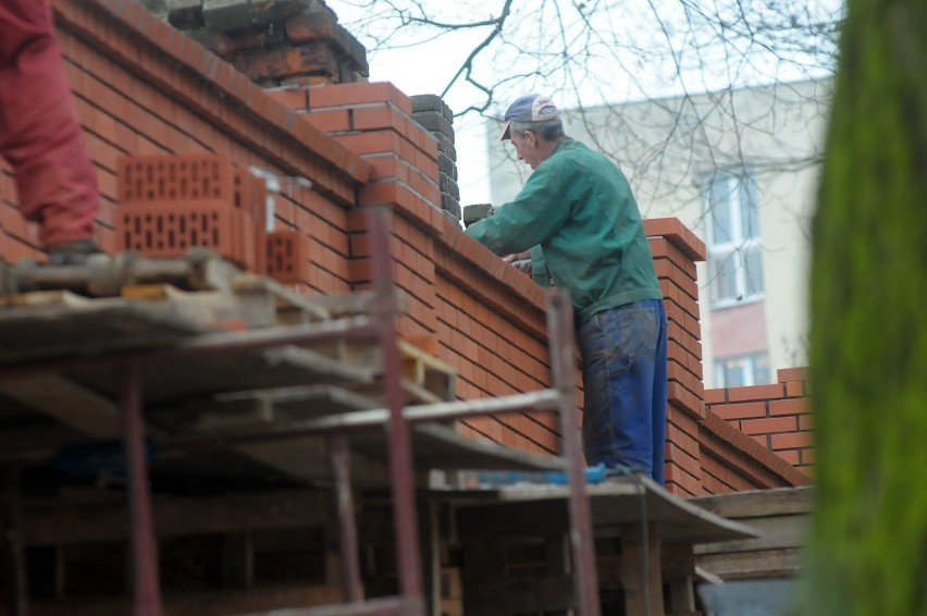 Remont Ogrodu Saskiego: Sokoły ograniczą populację gawronów (ZDJĘCIA)