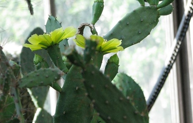 W Palmiarni kwitną kaktusy
