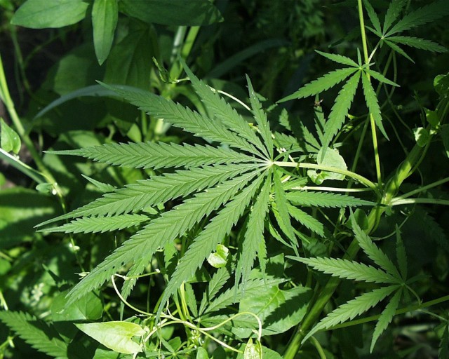 Mełgiew: Pięciu nastolatków założyło plantacje marihuany