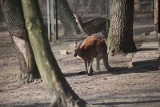 ŁÓDZKIE ZOO: Jak przeskoczyć kangura? [ZDJĘCIA]