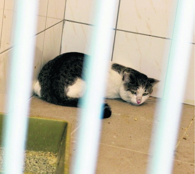 Kicak przebywa w schronisku dla bezdomnych zwierząt