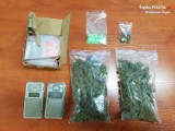 Narkotyki w Rydułtowach: 27-latek miał 260 działek dilerskich marihuany, 33 tabletki ecstasy i 7 krzaków konopi