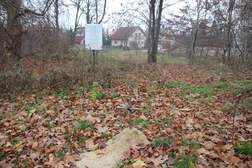 Cmentarz żydowski we Wschowie - kiedyś miejsce pochówku, dziś zarośnięty i zapomniany [ZDJĘCIA]