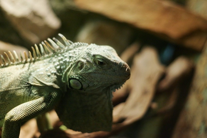 Legwan zielony (Iguana iguana)