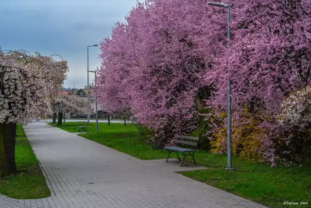 Pleszew zakwita na wiosnę. To miejsce w Pleszewie zachwyca szczególnie wiosną. Jest po prostu magicznie! To już wiosna w pełni!