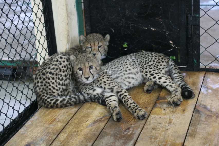 Ludzie weszli do klatki z gepardami w chorzowskim zoo [ZDJĘCIA]